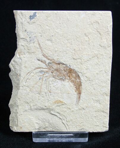 Fossil Shrimp Carpopenaeus From Lebanon #1802